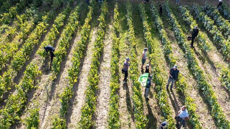 Vignes producteurs Maison Duprat