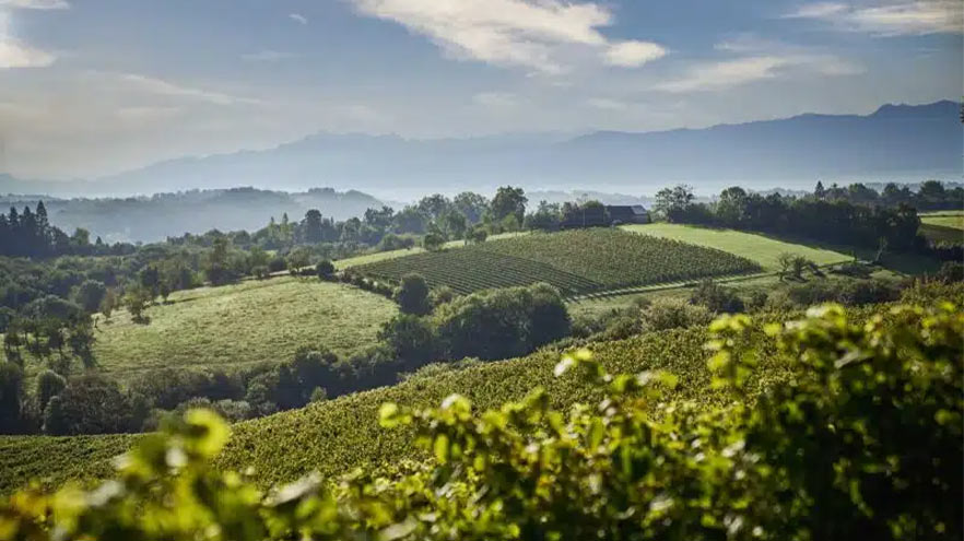 Vins français à l'export Vins Duprat