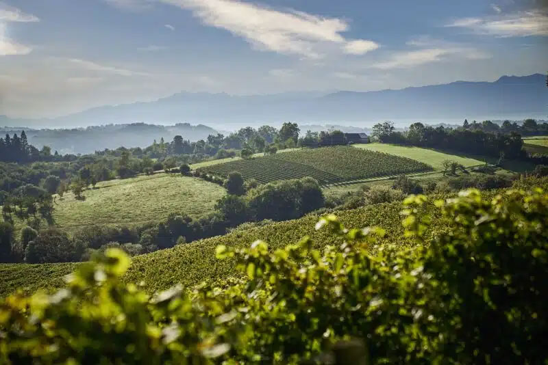 Vins français à l'export Vins Duprat