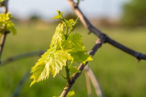 Inflorescences vigne